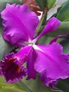 Cattleya mossiae ‘Willowbrook’ FCCAOS